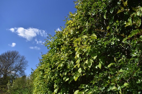 Hedgerow